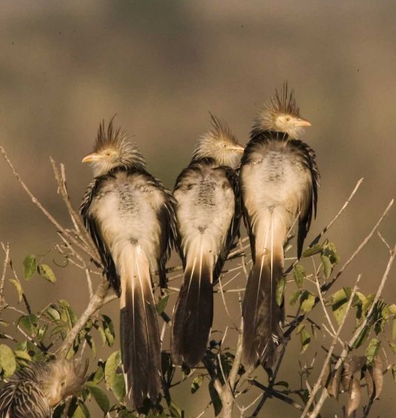 Brazil Three guira cuckoos on a limb